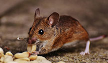 24 Hour & Emergency Exterminators in Funk, NE